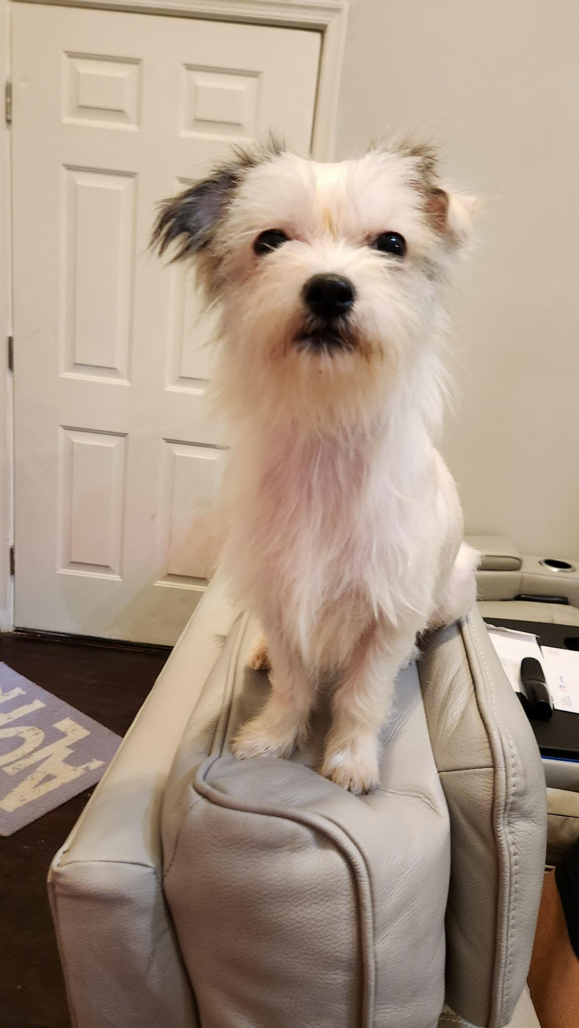 Enlarge Brie , a ADOPTABLE mixed breed in Fredericksburg, VA image 4/4