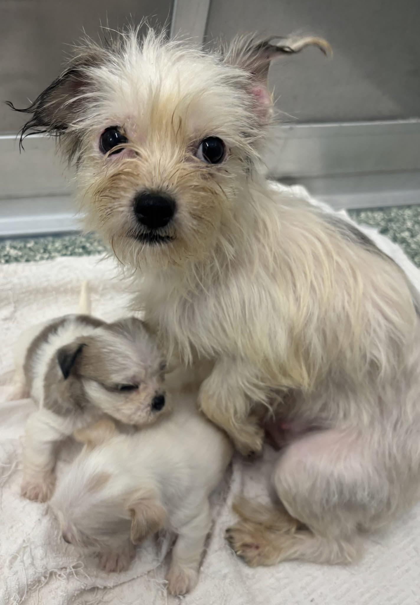 Enlarge Brie , a ADOPTABLE mixed breed in Fredericksburg, VA image 2/4