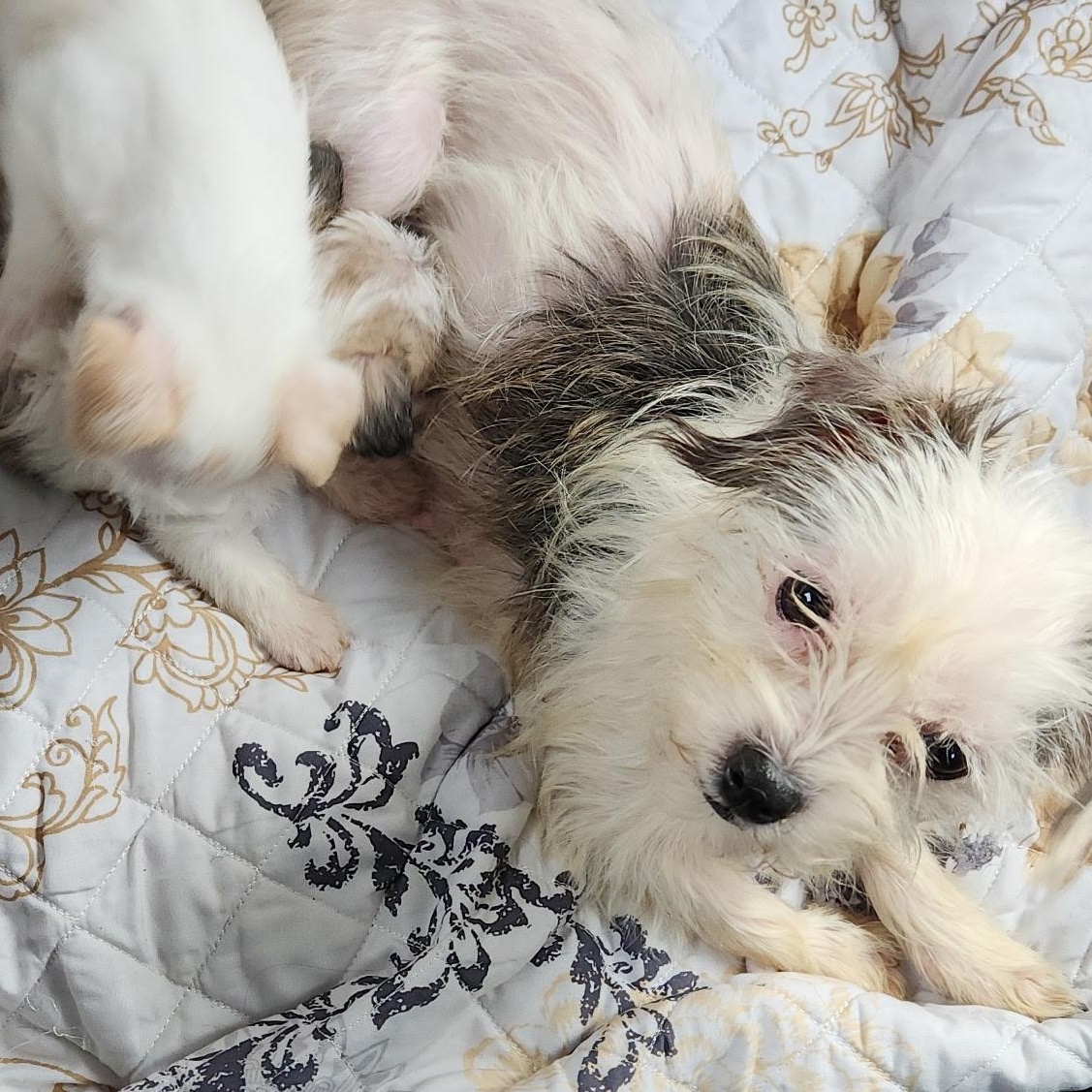 Brie , ADOPTABLE, Adult Female Maltese & Yorkshire Terrier.