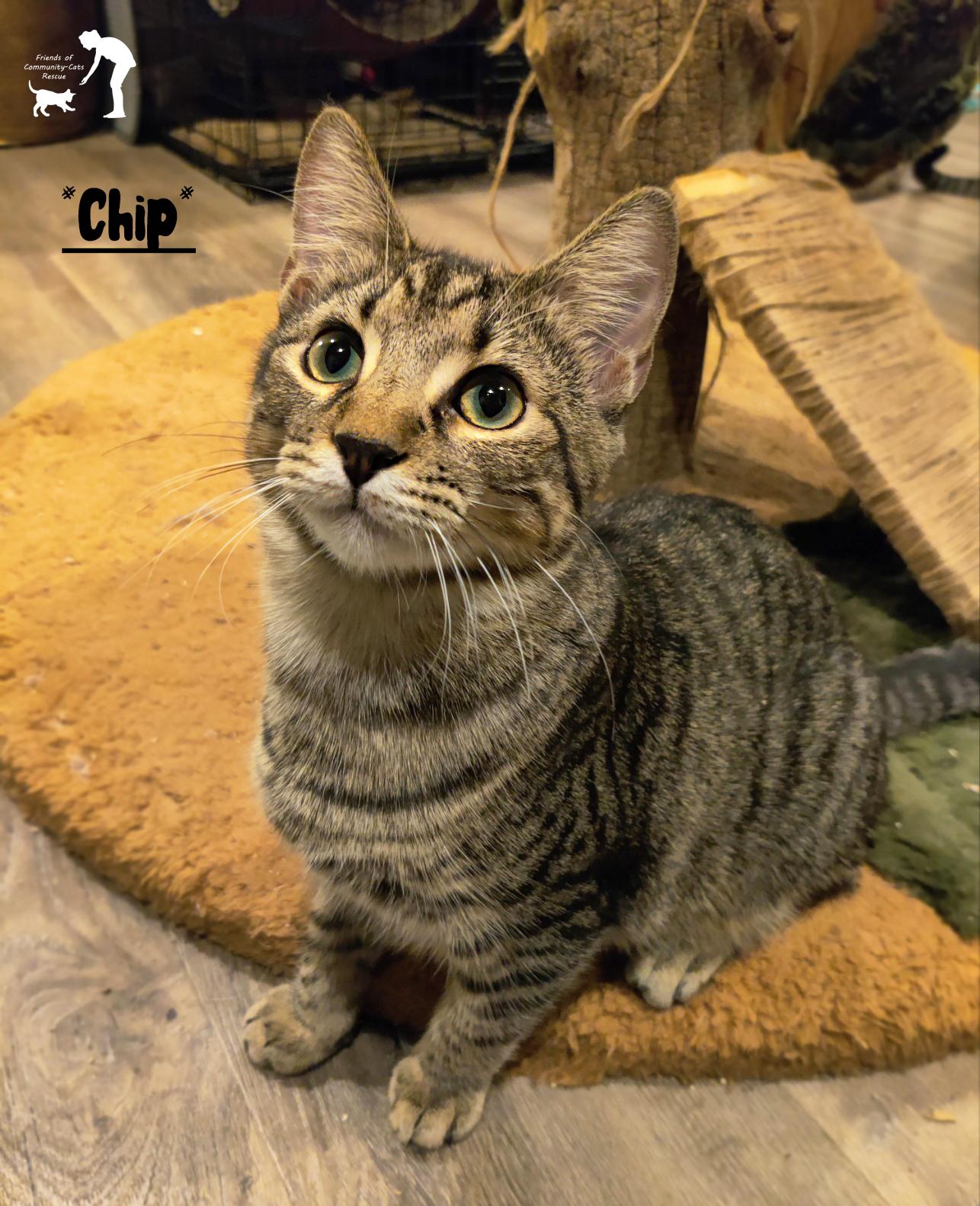 Chip, Adoptable, Kitten Male Domestic Short Hair.