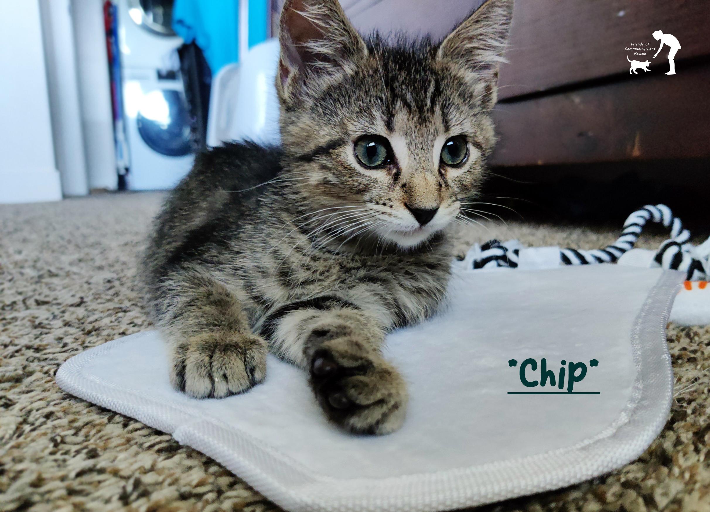Enlarge Chip, a ADOPTABLE Domestic Short Hair in Centerville, UT image 1/1