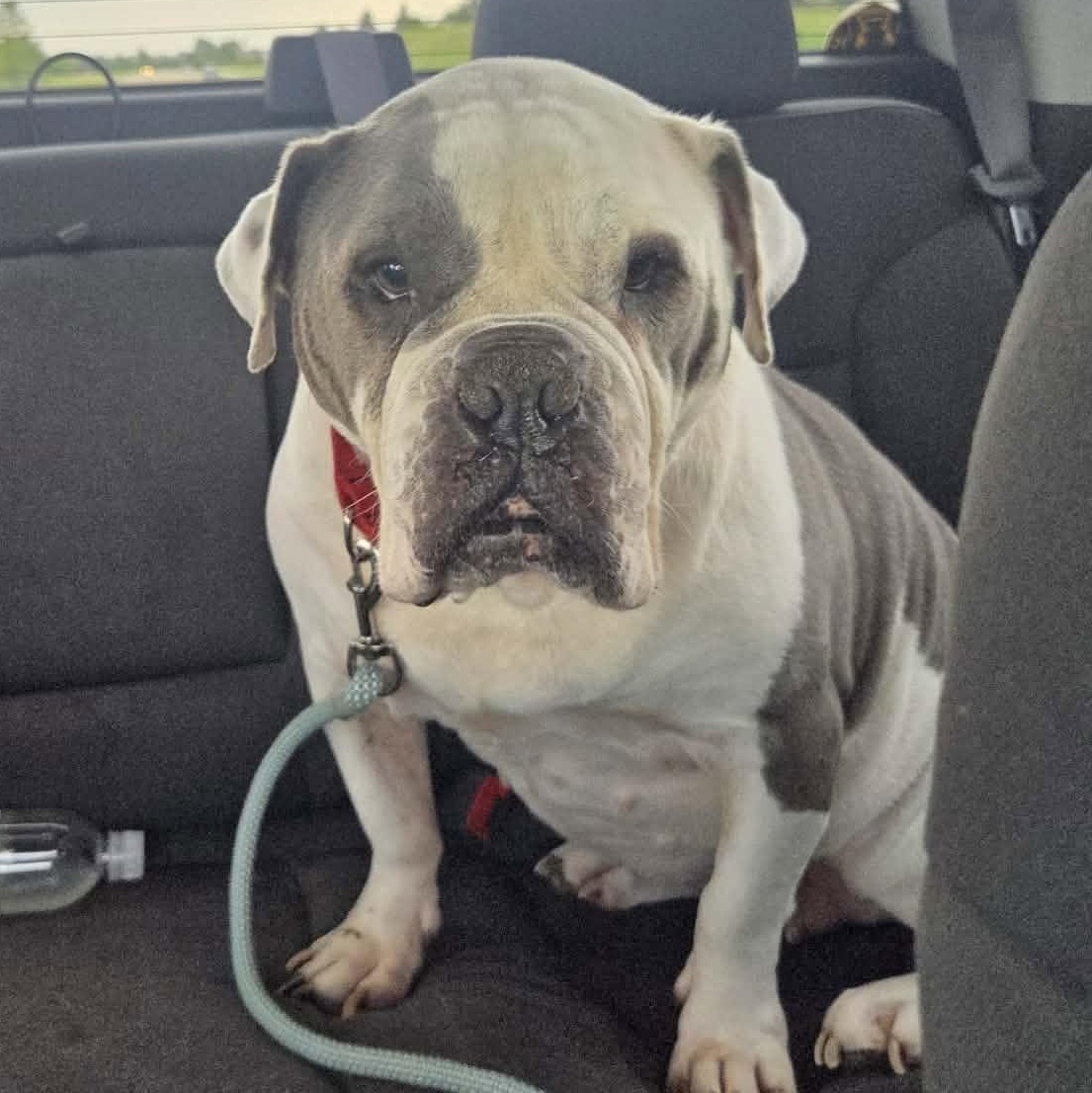 Enlarge Kimmy Carol, a Adoptable mixed breed in Racine, WI image 1/3