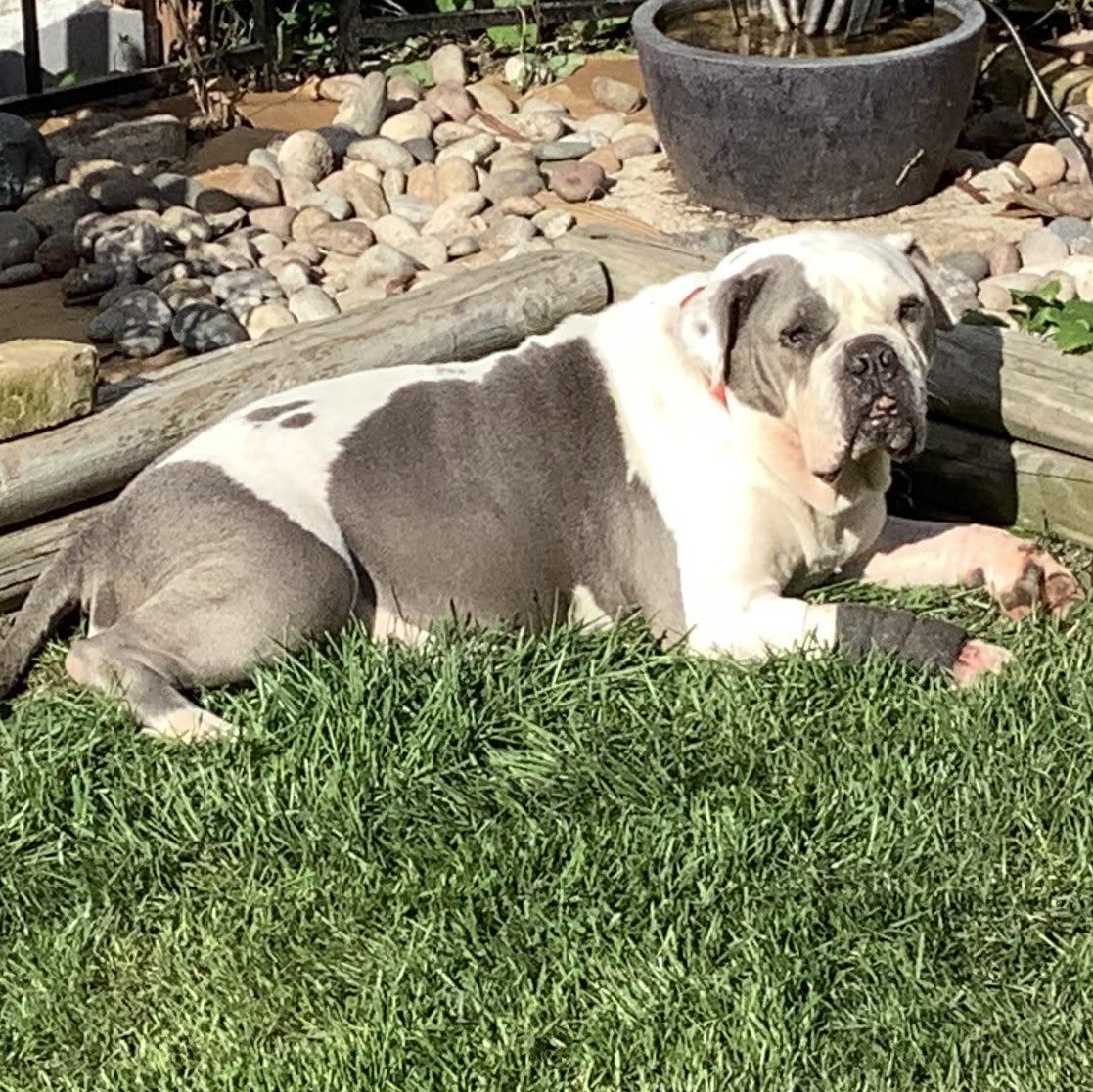 Enlarge Kimmy Carol, a Adoptable mixed breed in Racine, WI image 2/3