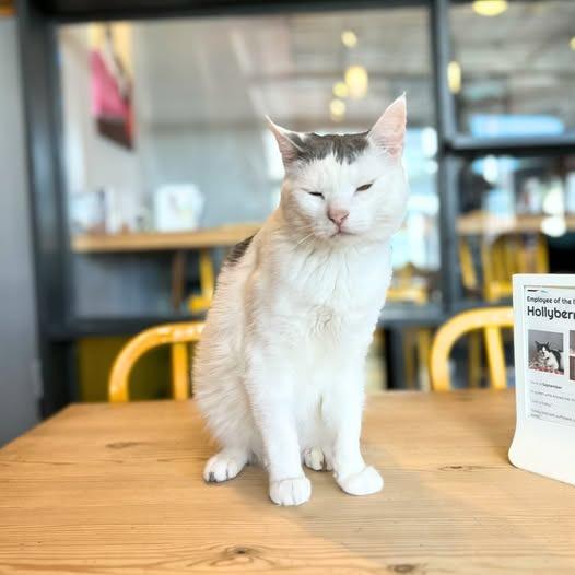 Chewie, Adoptable, Adult Male Domestic Short Hair.