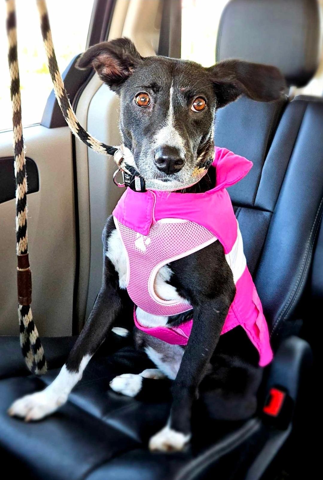 Elise, a Adoptable mixed breed in Dickinson, TX image 4/6