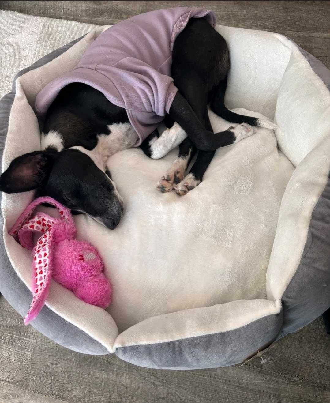 Elise, a Adoptable mixed breed in Dickinson, TX image 3/6