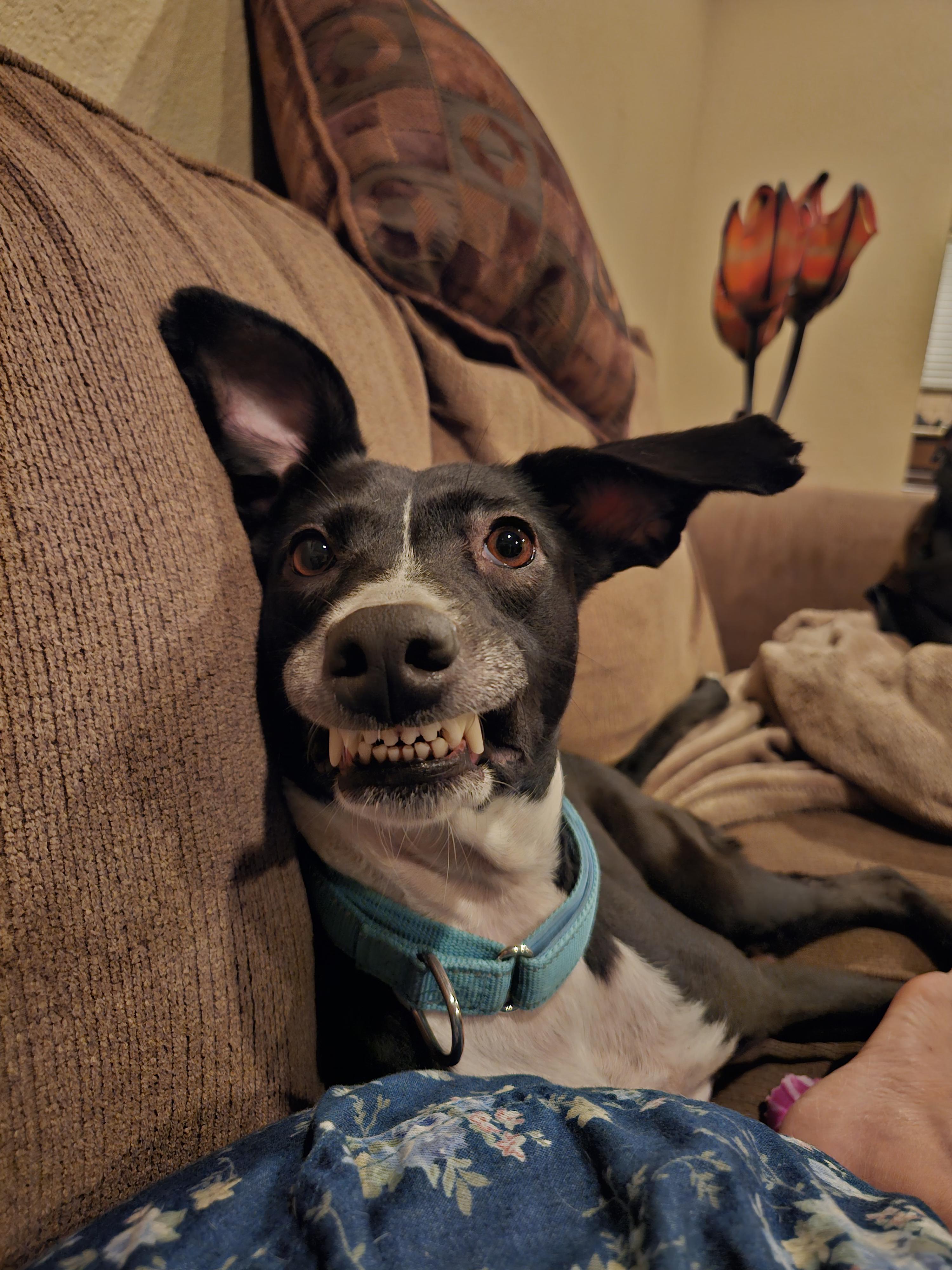 Elise, an adoptable McNab, Border Collie in Dickinson, TX, 77539 | Photo Image 1