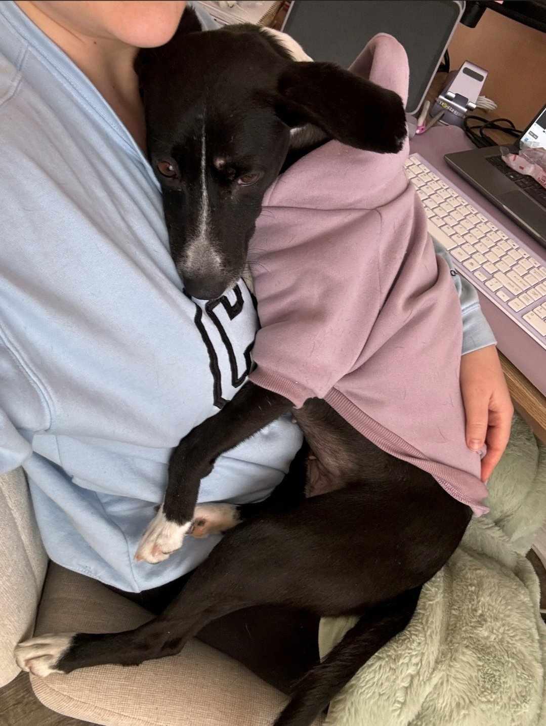 Elise, a Adoptable mixed breed in Dickinson, TX image 5/6