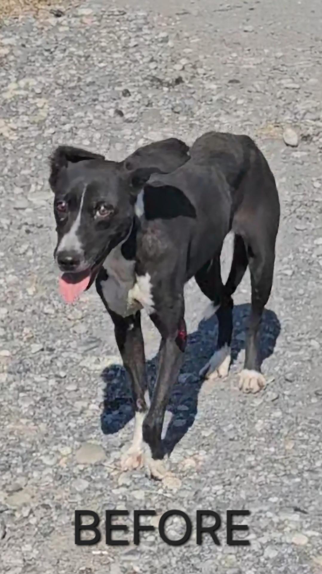 Elise, an adoptable McNab, Border Collie in Dickinson, TX, 77539 | Photo Image 2