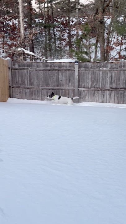 Enlarge Julie, a Adoptable mixed breed in Pembroke, MA video 5/5