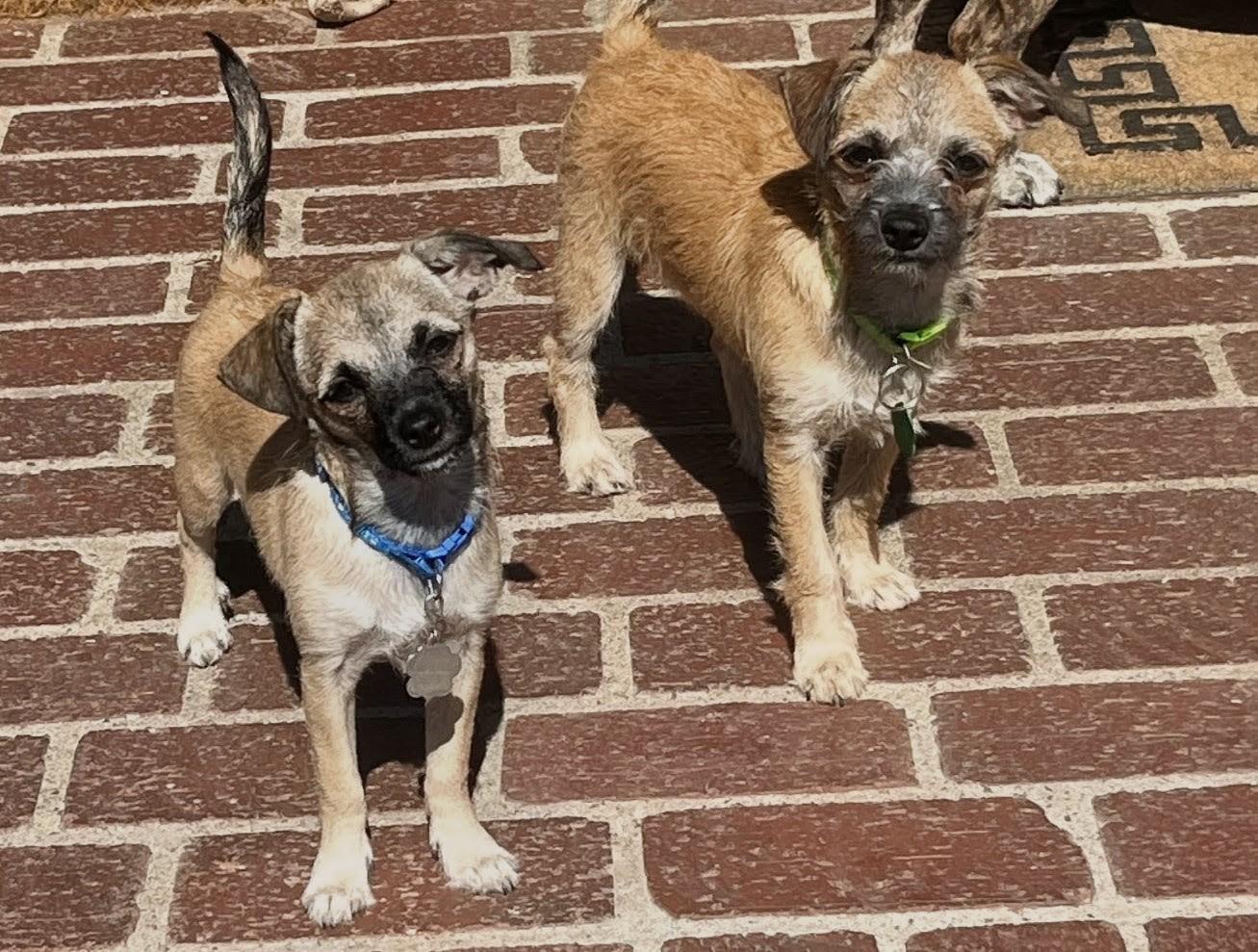 Enlarge Opus & Petrus, a Adoptable mixed breed in Los Angeles, CA image 1/3
