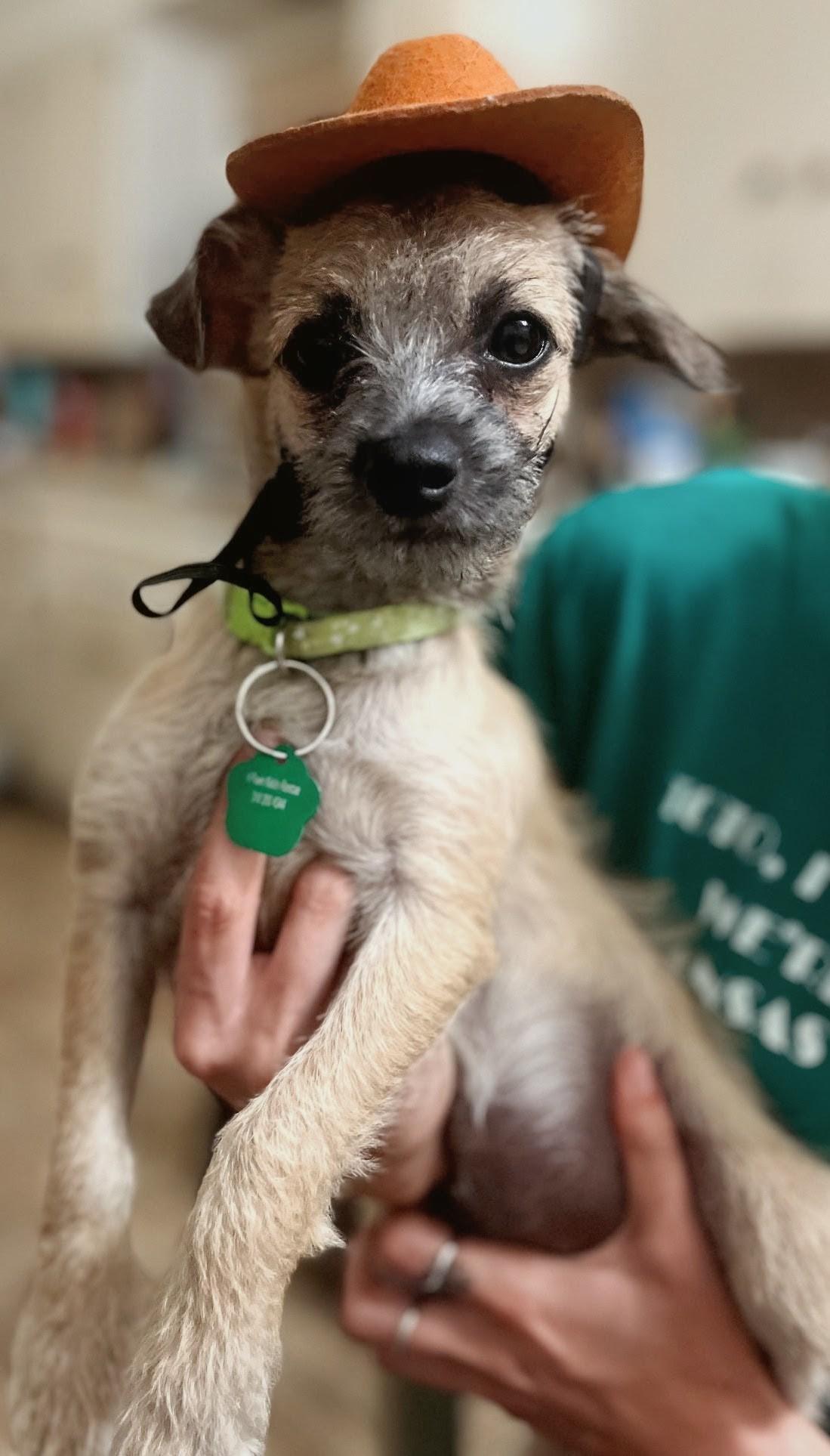 Enlarge Opus & Petrus, a Adoptable mixed breed in Los Angeles, CA image 3/3