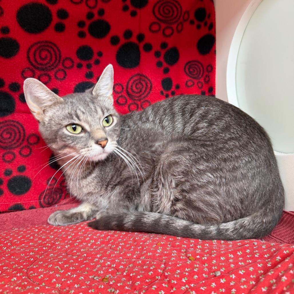 Clara, Adoptable, Adult Female Domestic Short Hair.