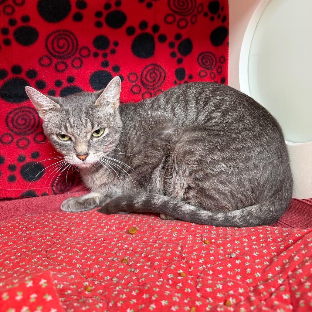 Clara, a Adoptable Domestic Short Hair in Council Bluffs, IA image 2/4
