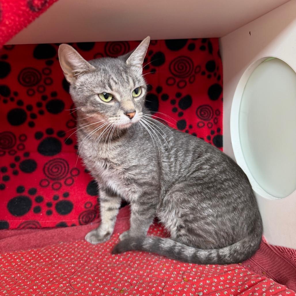 Clara, a Adoptable Domestic Short Hair in Council Bluffs, IA image 3/4