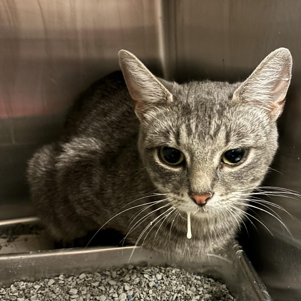 Clara, a Adoptable Domestic Short Hair in Council Bluffs, IA image 4/4