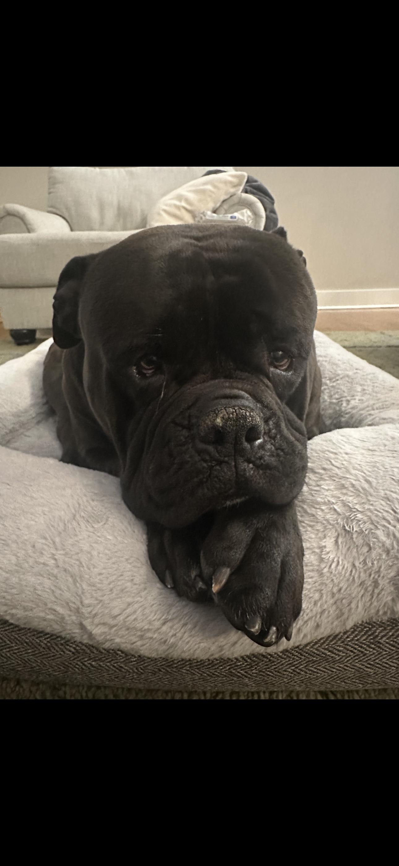 Luigi, Adoptable, Adult Male English Bulldog.