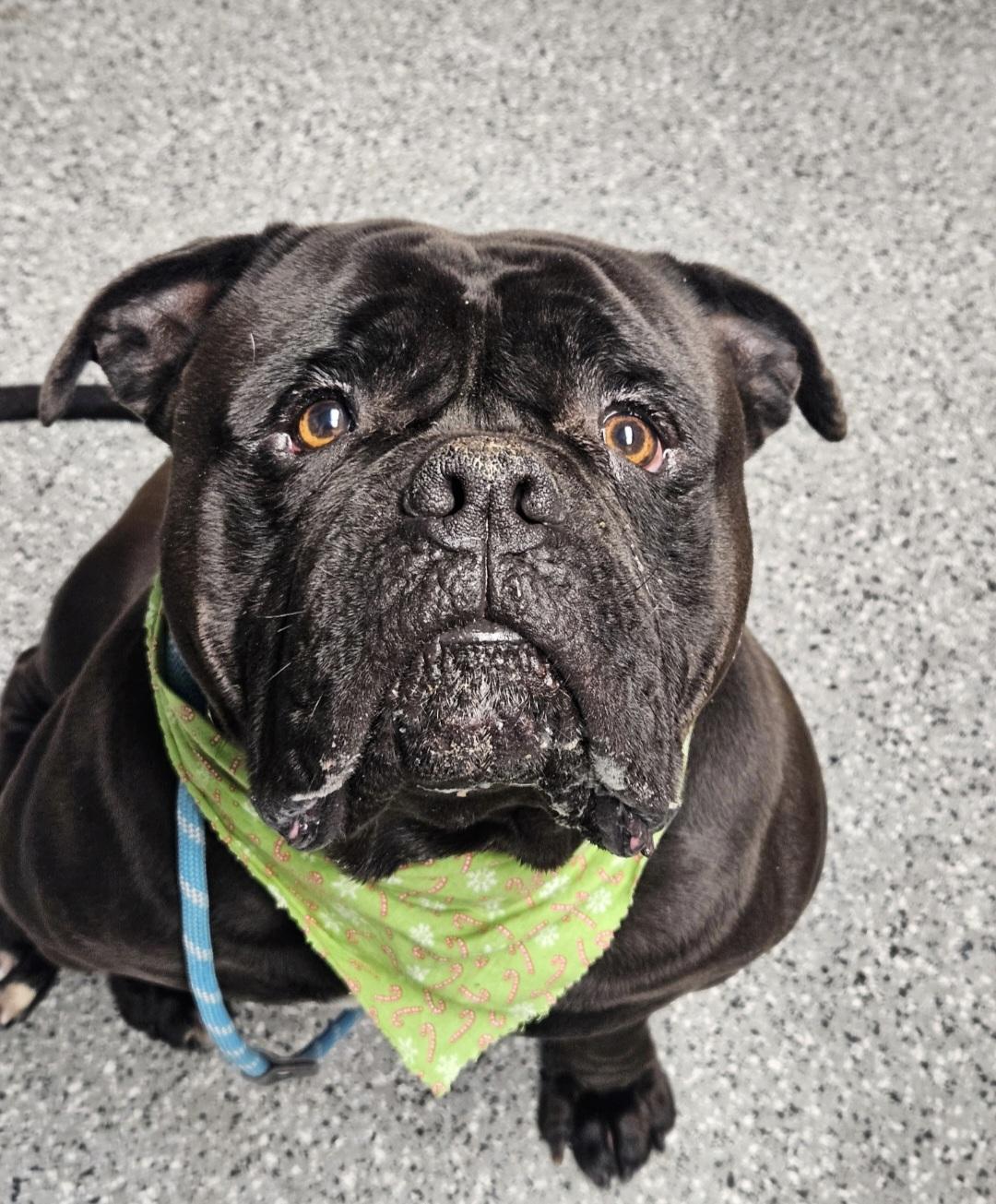 Enlarge Luigi, a Adoptable English Bulldog in merrillville, IN image 2/2