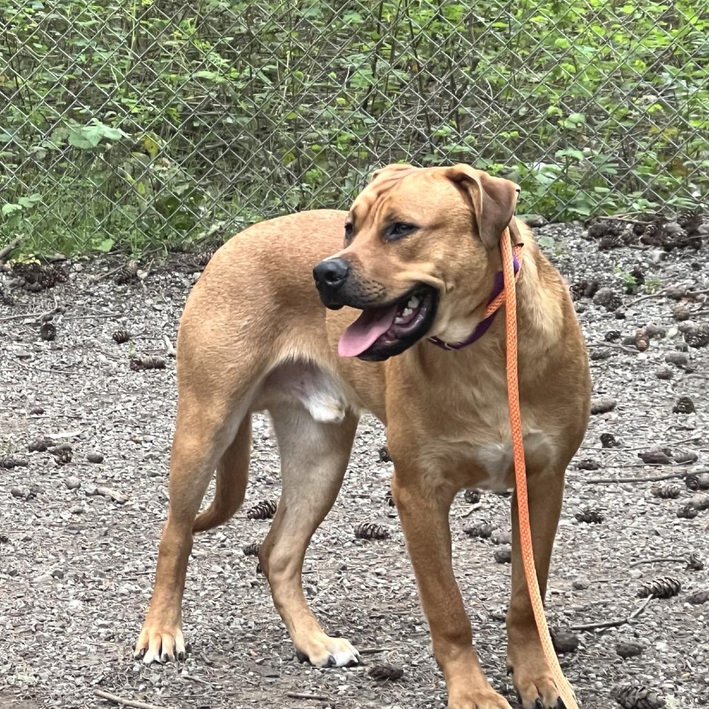Bow, Adoptable, Young Male Mixed Breed.