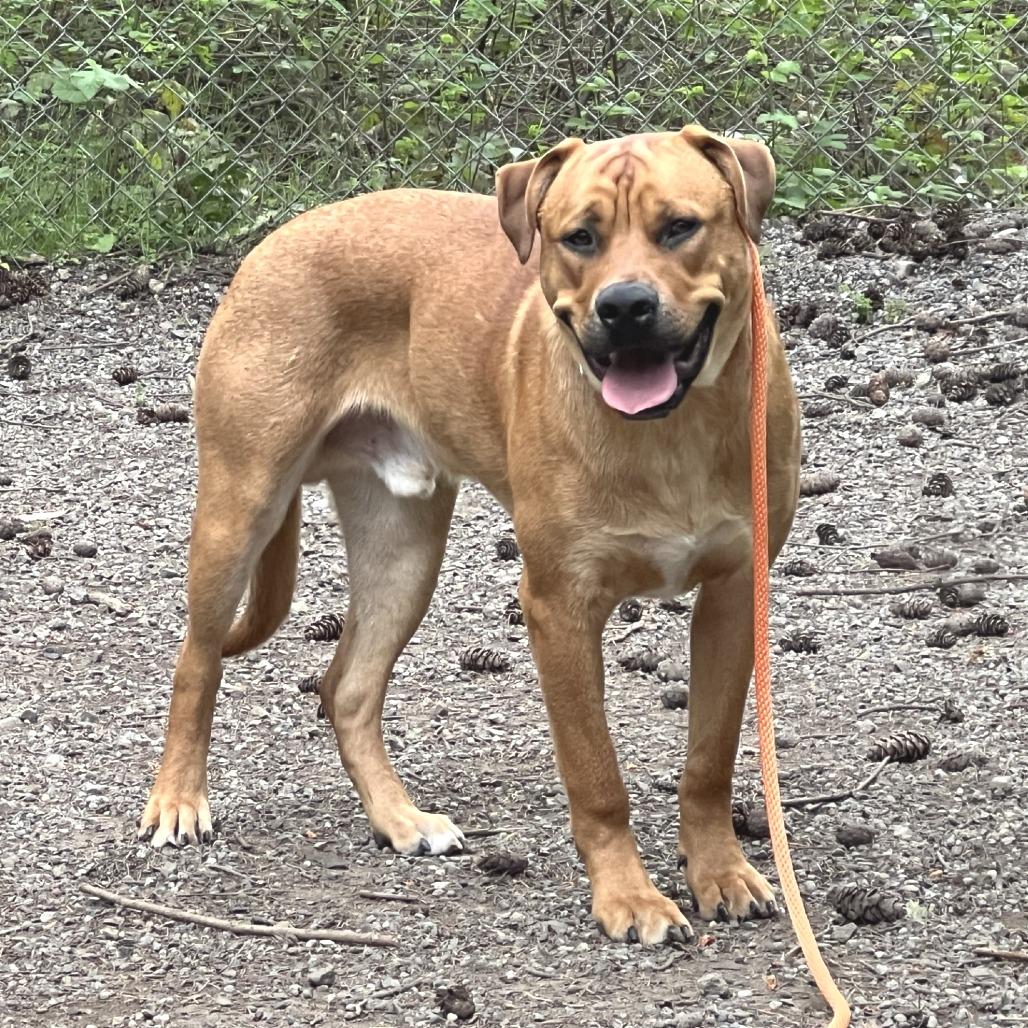 Enlarge Bow, a Adoptable Mixed Breed in Port Townsend, WA image 2/3