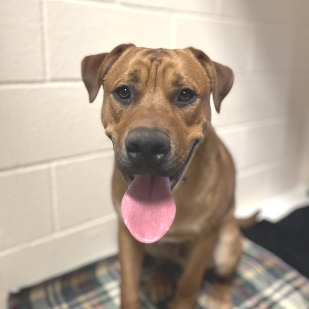 Enlarge Bow, a Adoptable Mixed Breed in Port Townsend, WA image 3/3