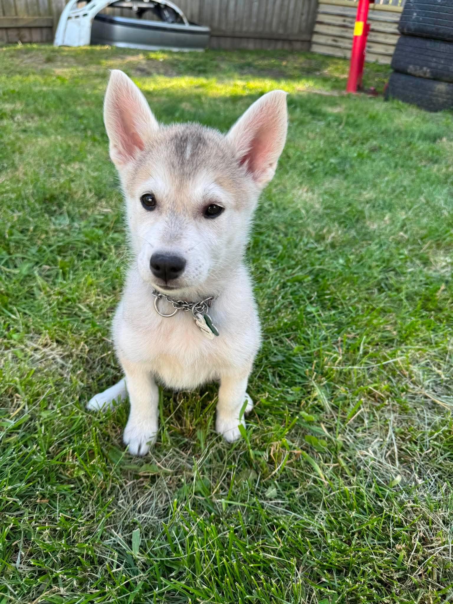 Enlarge Diamond, an adoption pending mixed breed in Port Colborne , ON image 2/6