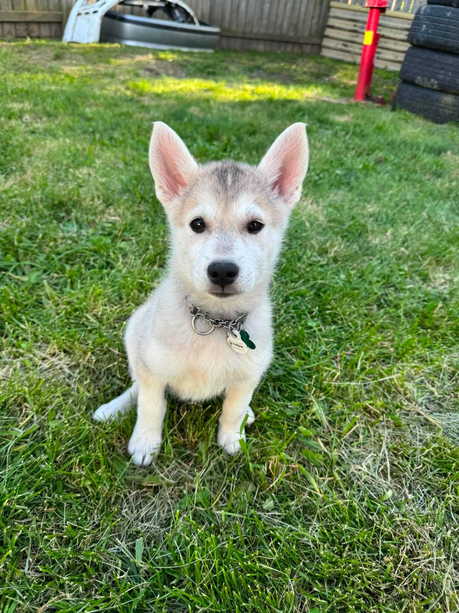 Enlarge Diamond, an adoption pending mixed breed in Port Colborne , ON image 1/6