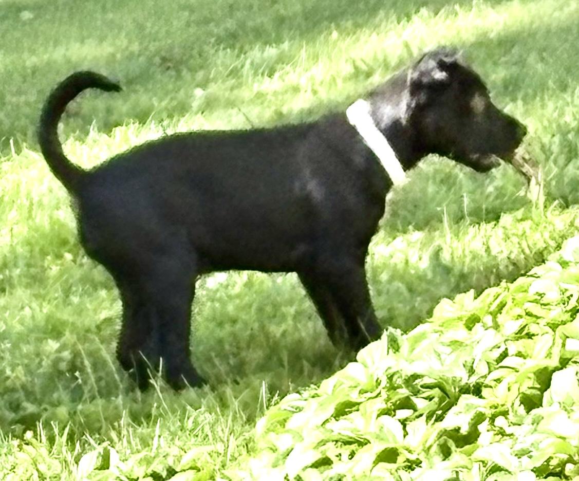 Chiffon, a ADOPTABLE Mixed Breed in Westfield, NY image 4/5