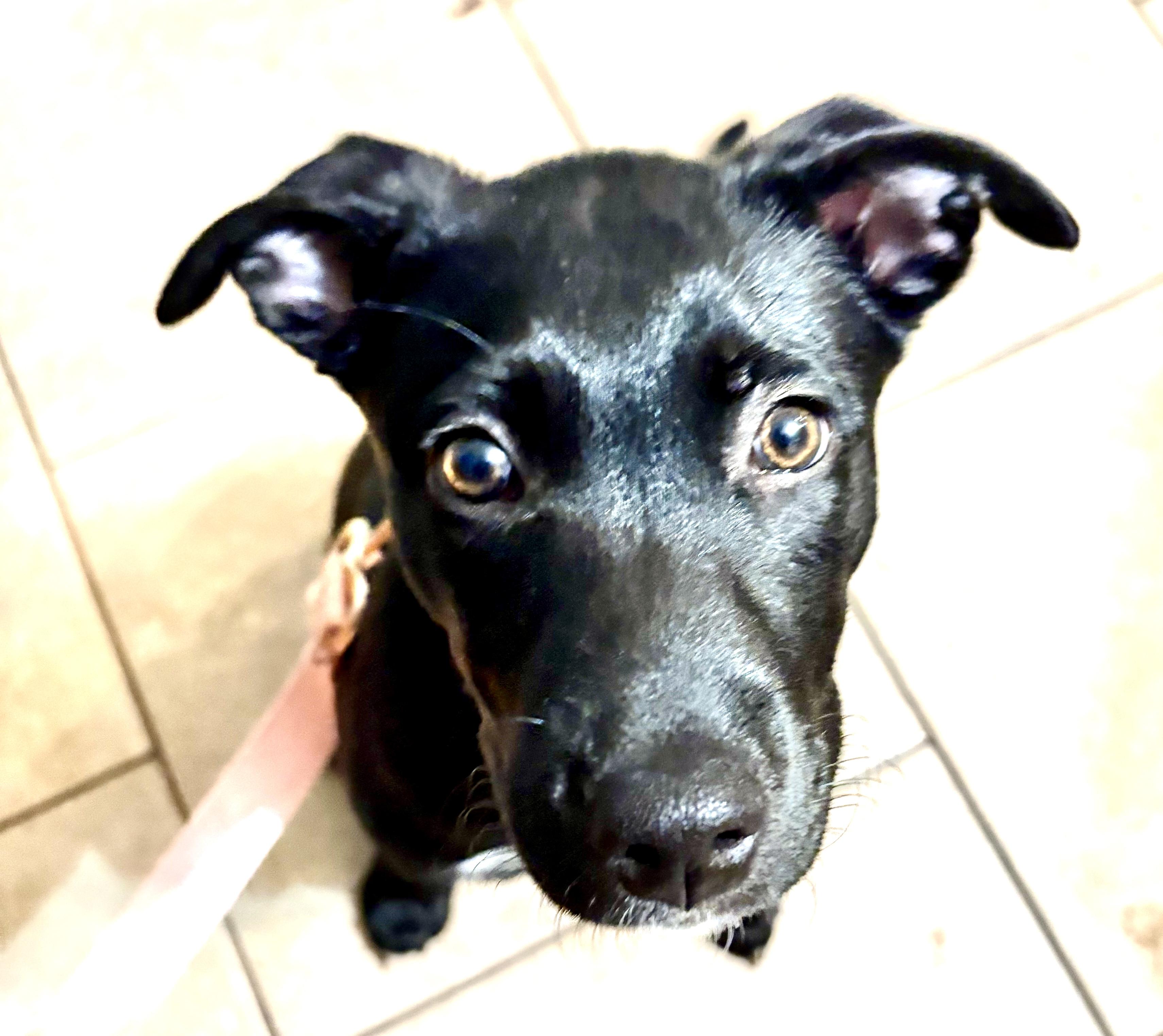 Chiffon, a ADOPTABLE Mixed Breed in Westfield, NY image 3/5