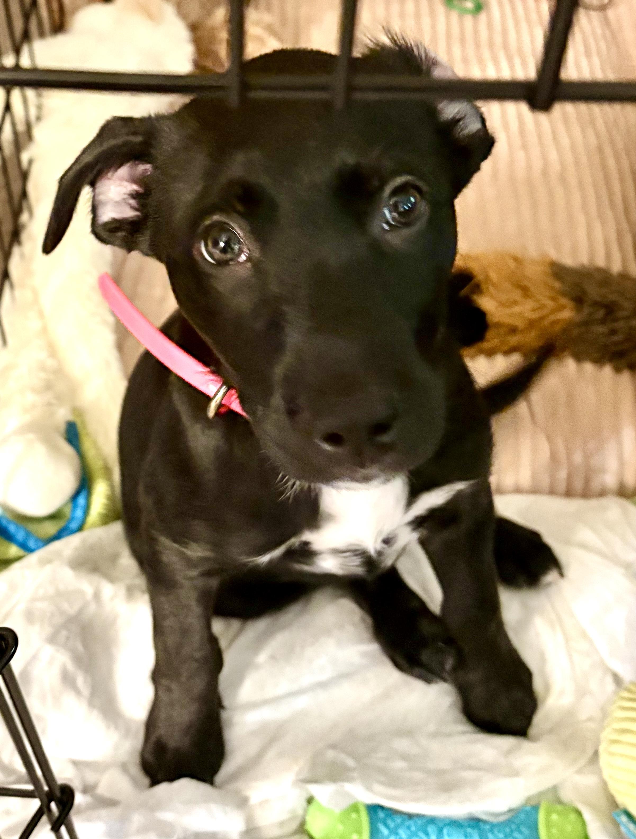 Chiffon, a ADOPTABLE Mixed Breed in Westfield, NY image 2/5