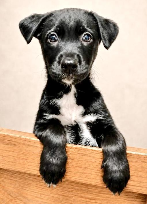 Chiffon, ADOPTABLE, Puppy Female Mixed Breed.