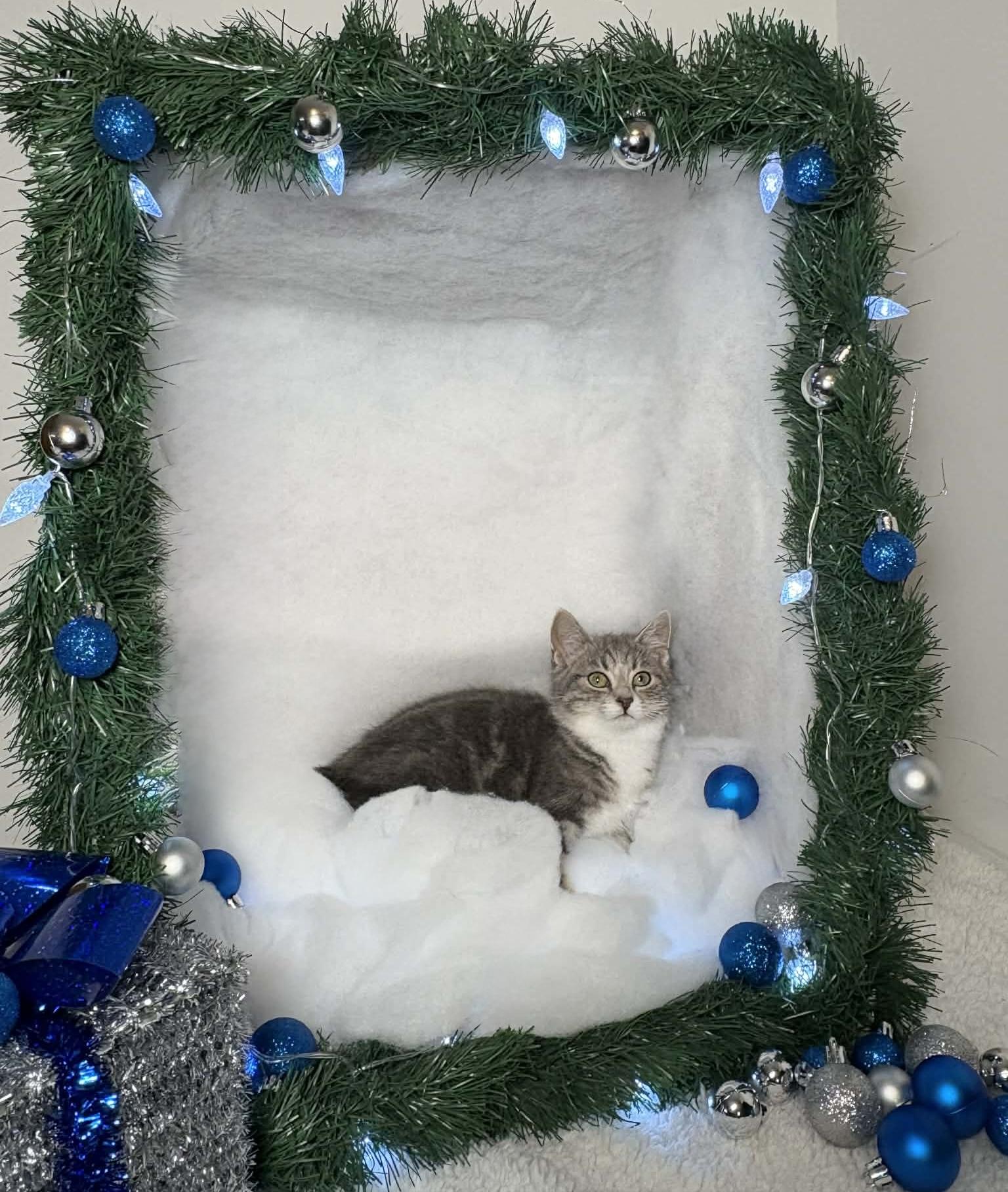 ELEANOR, a Adoptable Domestic Short Hair in Tillsonburg, ON image 4/6