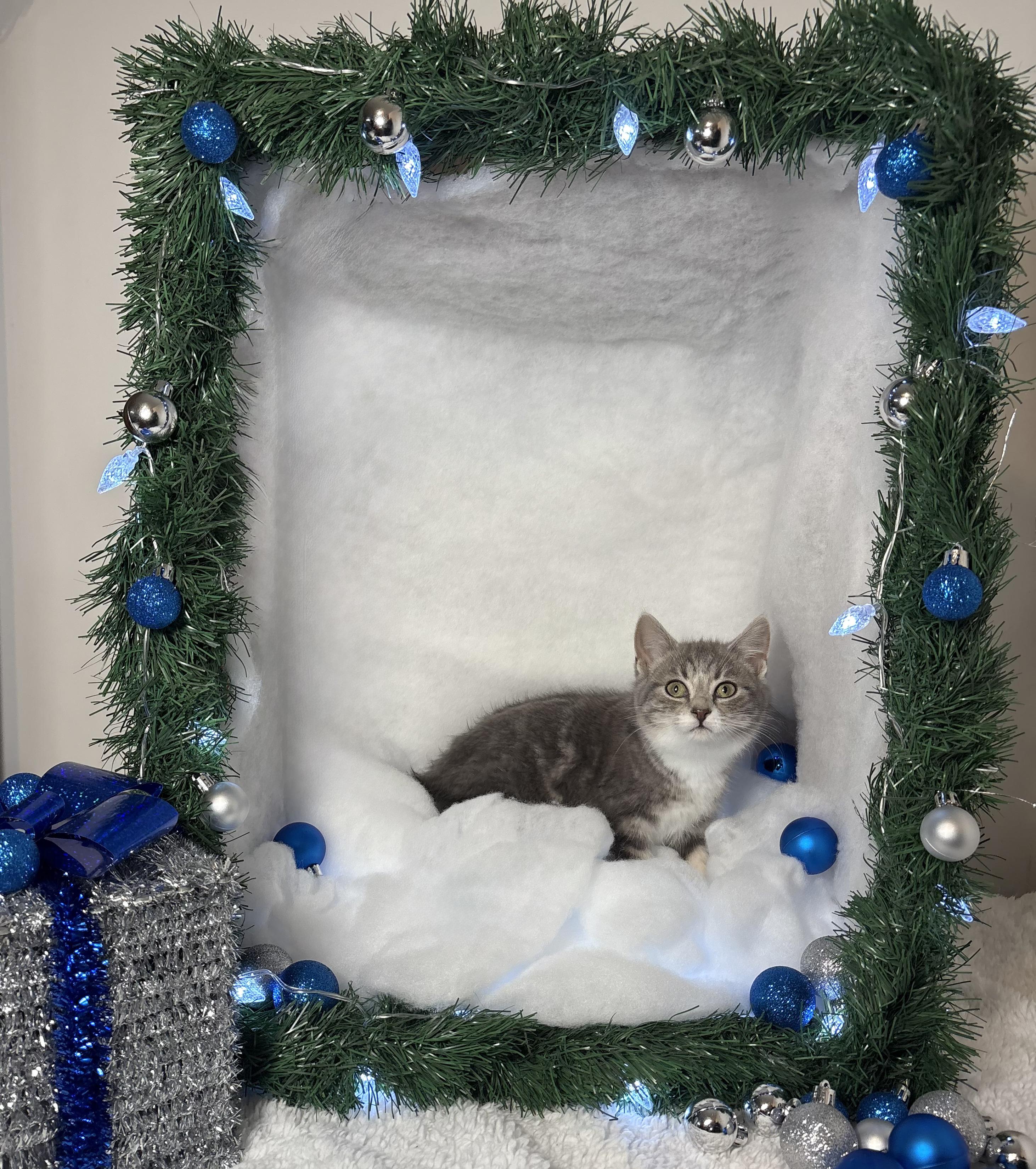 ELEANOR, a Adoptable Domestic Short Hair in Tillsonburg, ON image 6/6