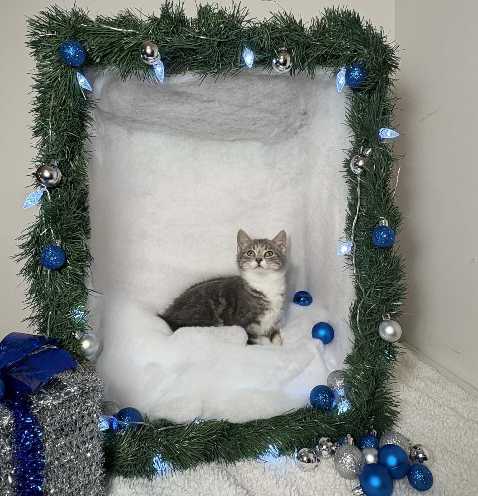 ELEANOR, a Adoptable Domestic Short Hair in Tillsonburg, ON image 5/6