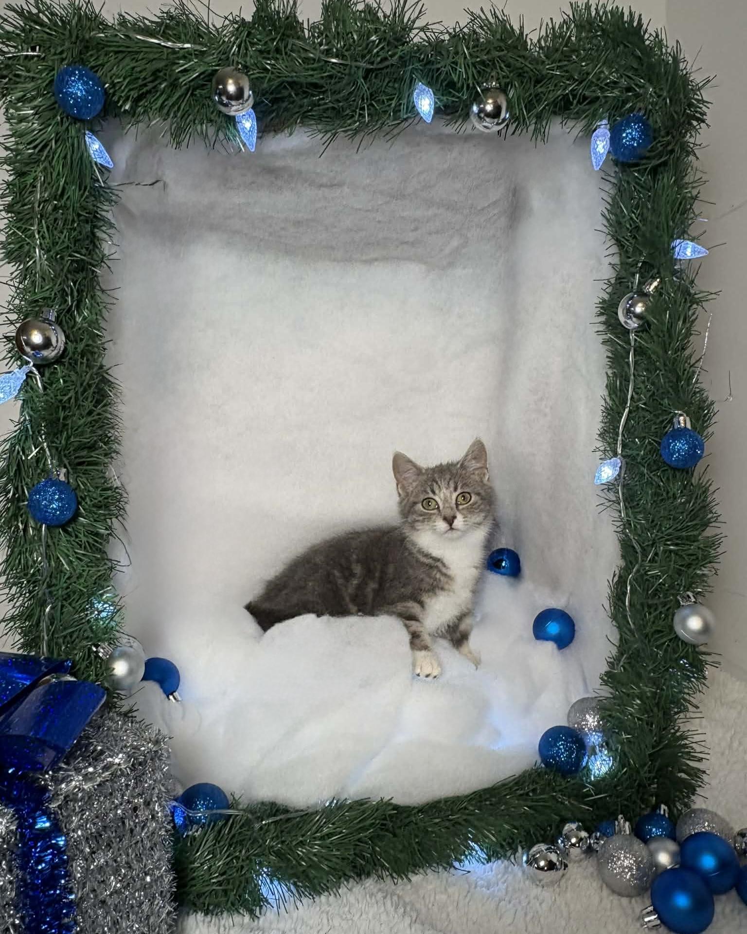 ELEANOR, a Adoptable Domestic Short Hair in Tillsonburg, ON image 3/6