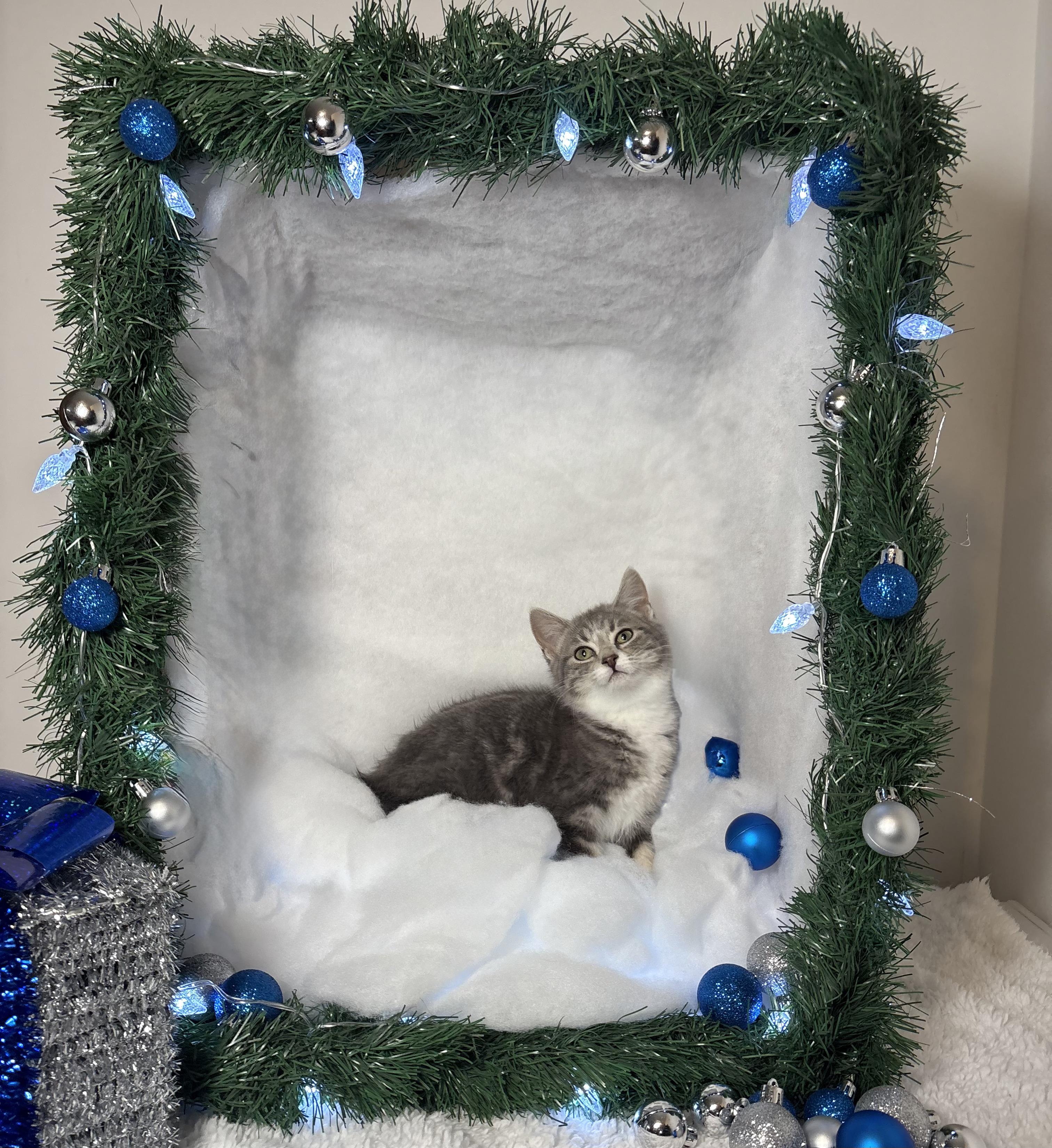 ELEANOR, a Adoptable Domestic Short Hair in Tillsonburg, ON image 1/6