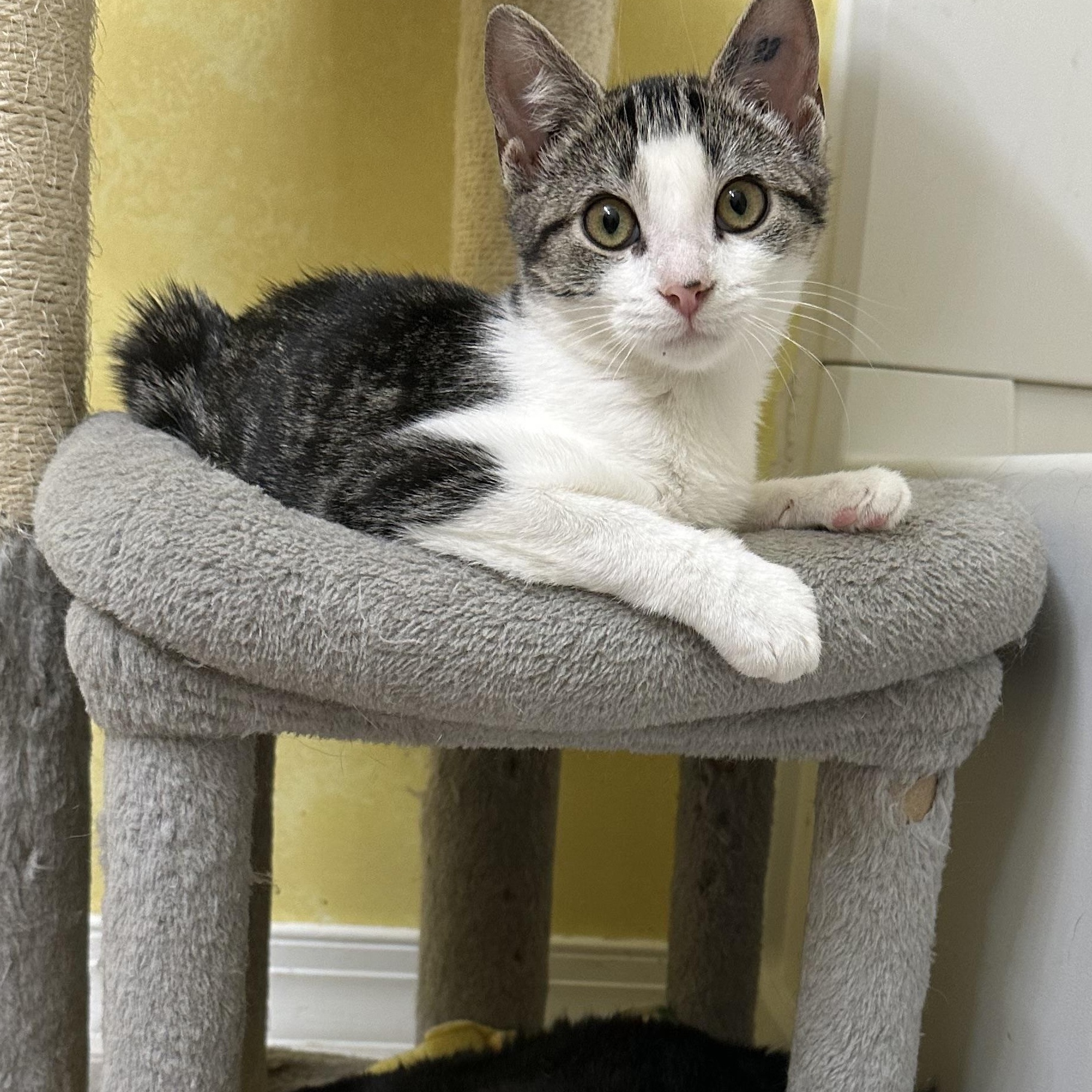 Enlarge Ophelia, a ADOPTABLE Domestic Short Hair in Elkton, MD image 4/5