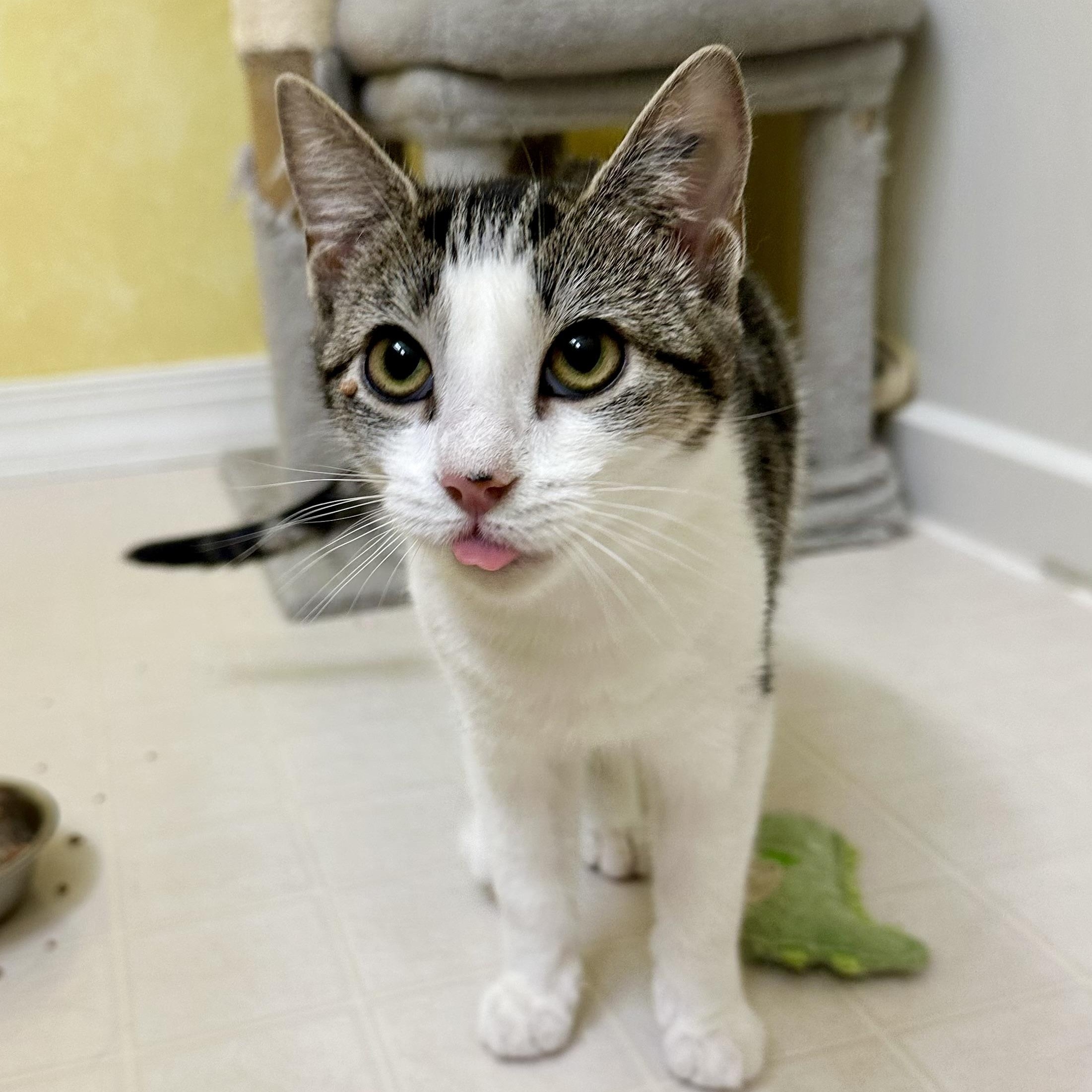 Enlarge Ophelia, a ADOPTABLE Domestic Short Hair in Elkton, MD image 1/5