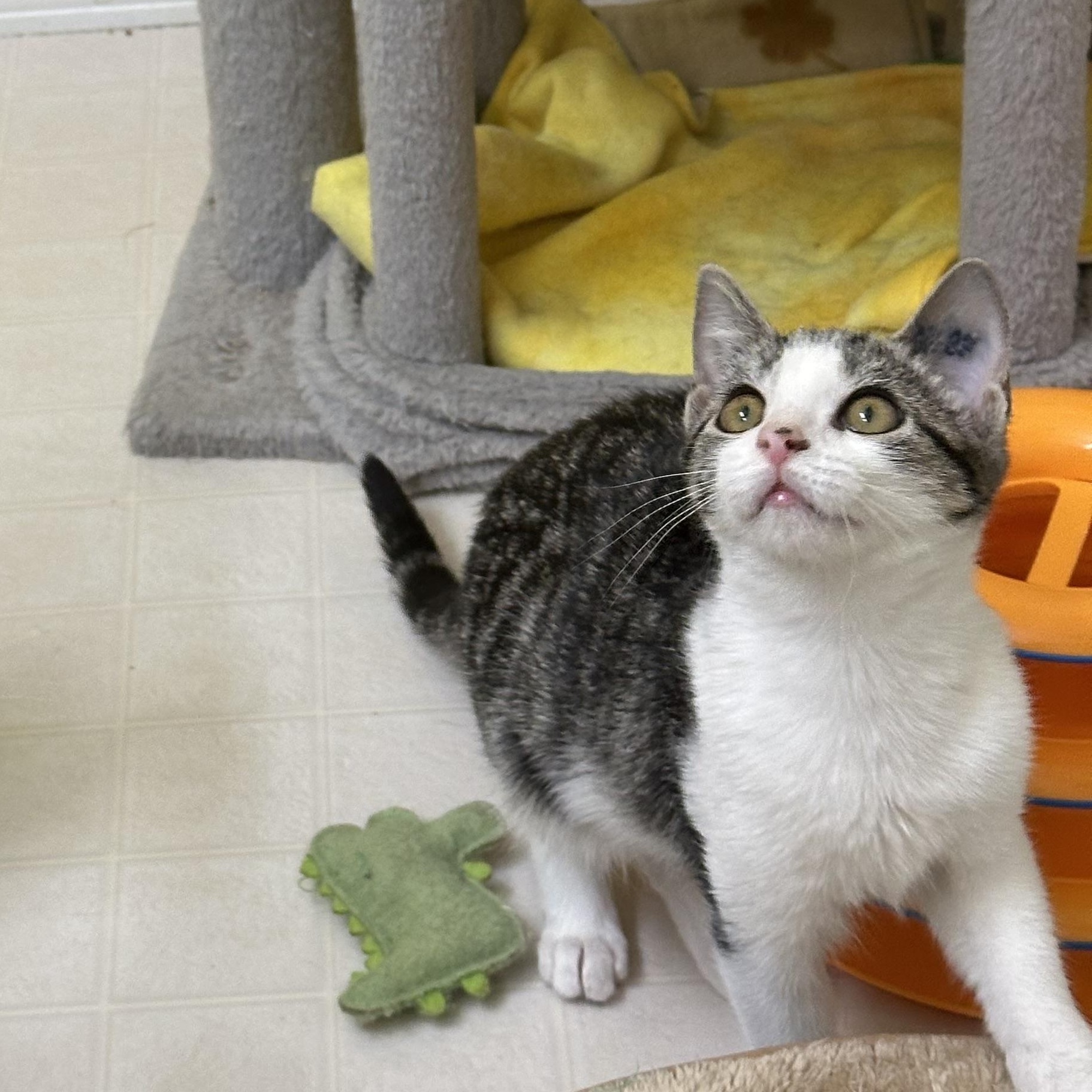 Enlarge Ophelia, a ADOPTABLE Domestic Short Hair in Elkton, MD image 3/5