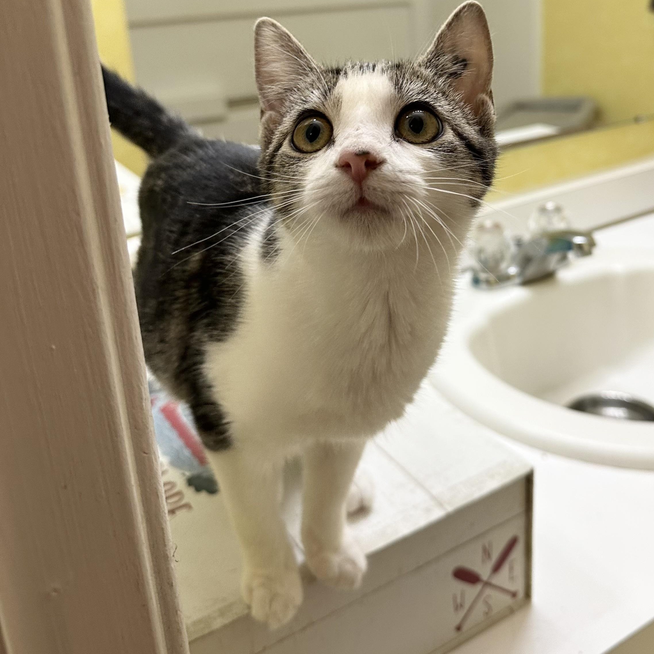 Enlarge Ophelia, a ADOPTABLE Domestic Short Hair in Elkton, MD image 2/5