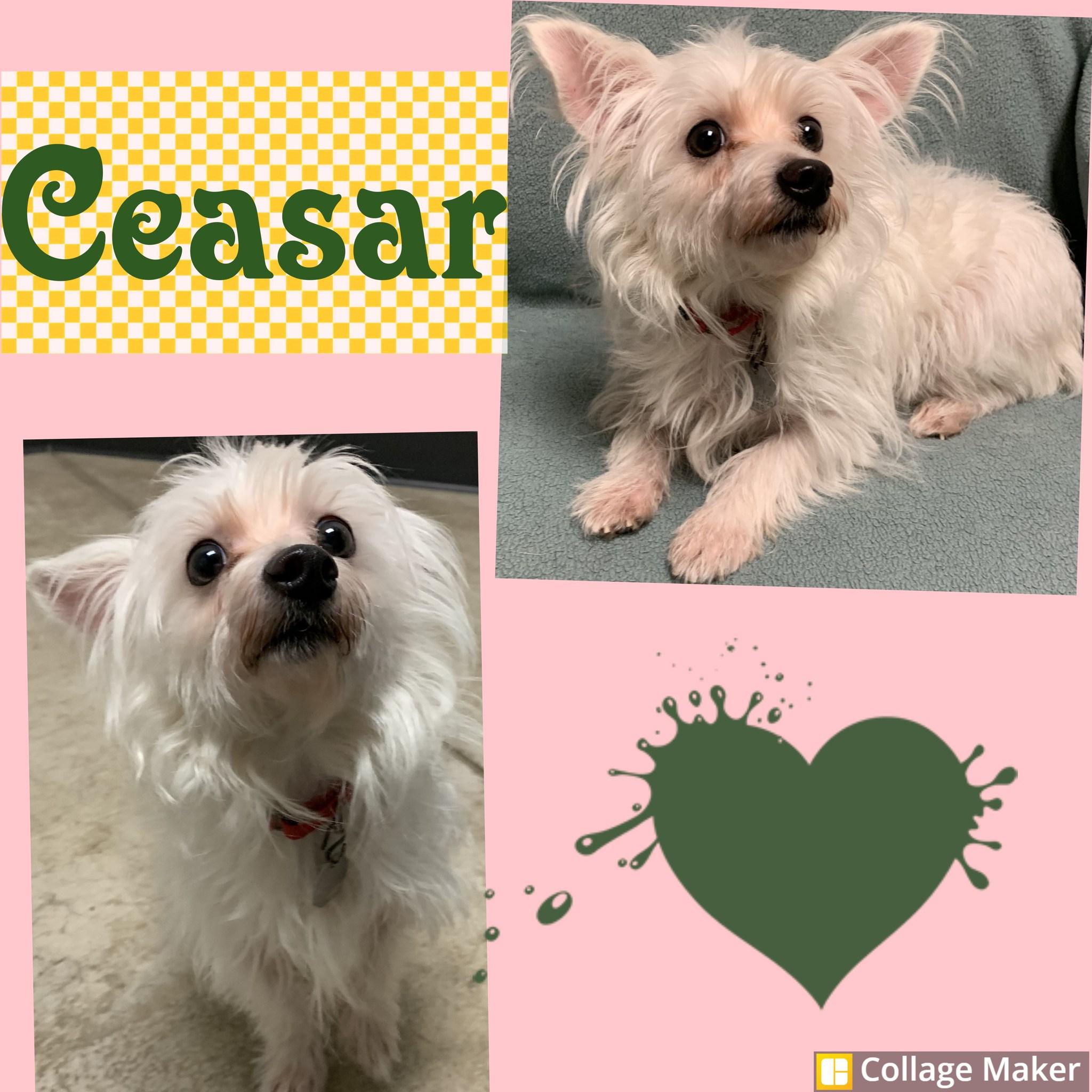 Enlarge Ceasar, a ADOPTABLE mixed breed in Clearfield, PA image 1/1