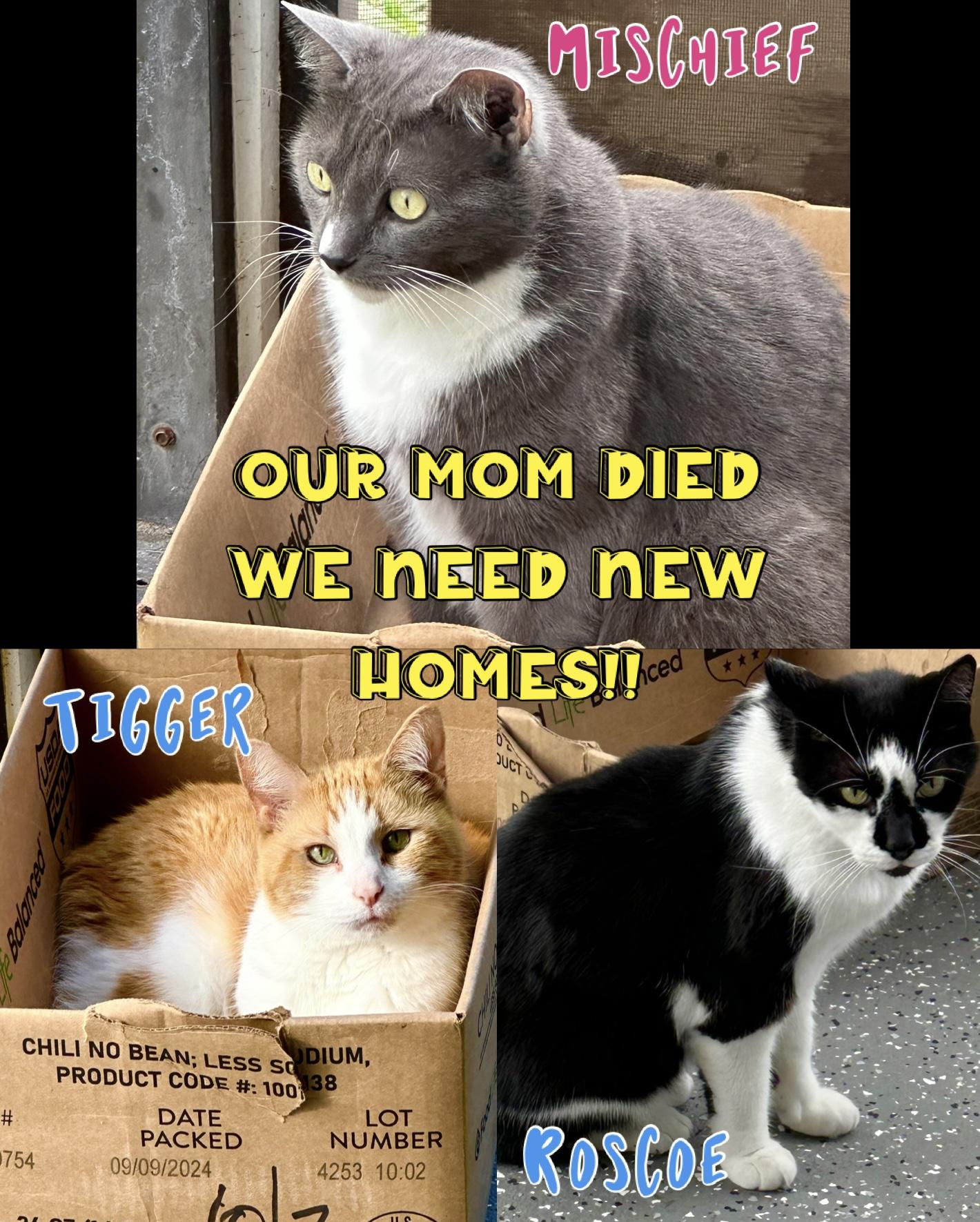 Roscoe **OWNER DIED** Sweet boy! photo 3