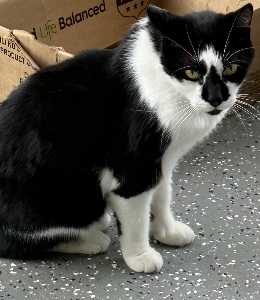 Roscoe **OWNER DIED** Sweet boy!, Adult Male Domestic Short Hair