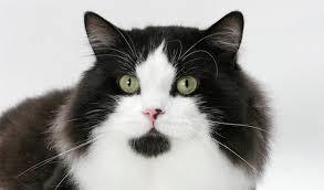 Subaru-test-media, a Adoptable American Curl in Bettles, AK image 6/6