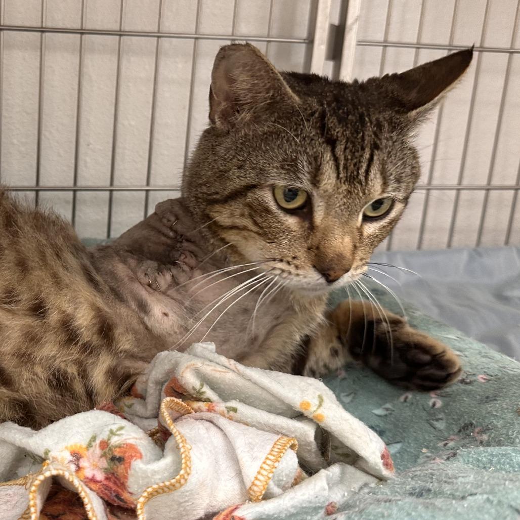 Freckles, Adoptable, Adult Male Domestic Short Hair.