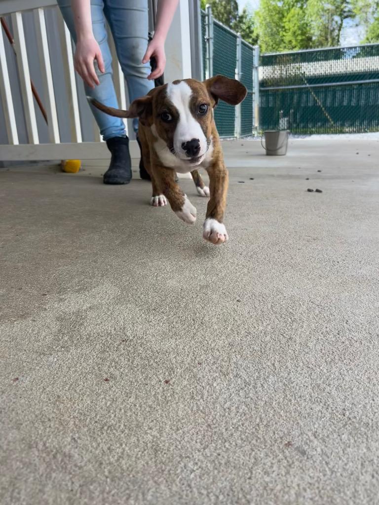 Theodore, Adoptable, Puppy Male Mixed Breed.