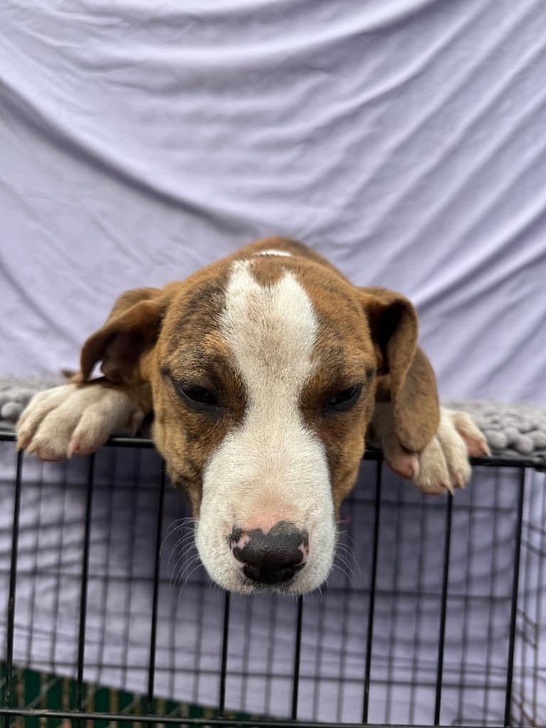 Theodore, Adoptable, Puppy Male Mixed Breed.