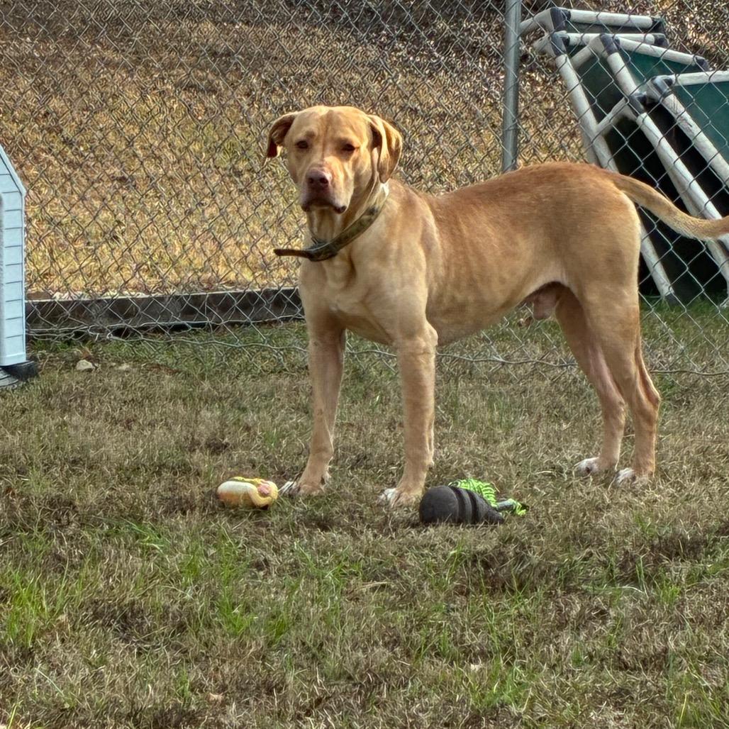 Enlarge Yellur, a Adoptable Labrador Retriever in Lyons, GA image 1/2