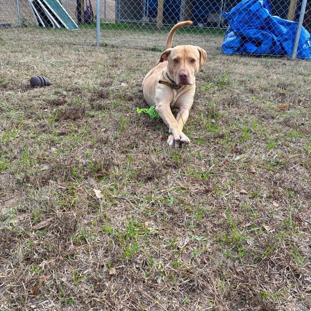 Enlarge Yellur, a Adoptable Labrador Retriever in Lyons, GA image 2/2