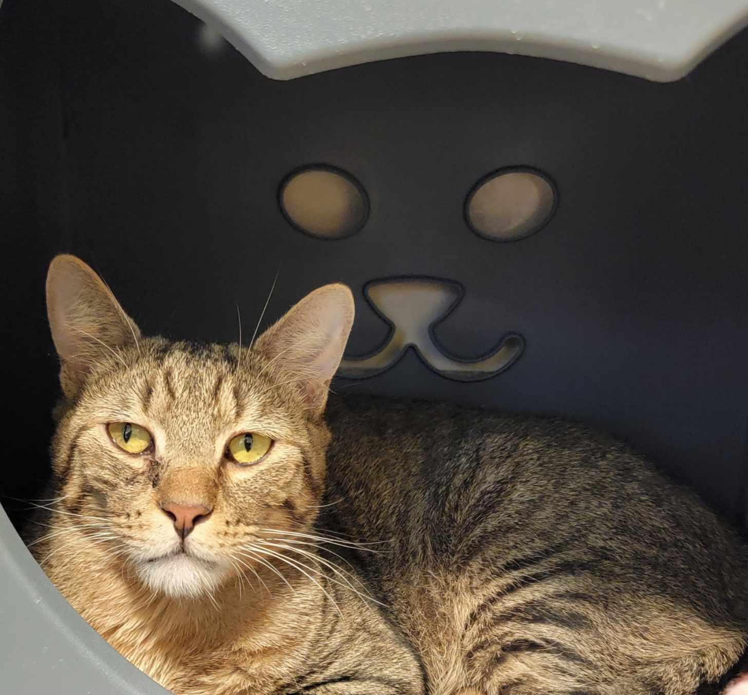 Enlarge Little Tiger, a ADOPTABLE American Shorthair in Pueblo, CO image 1/1